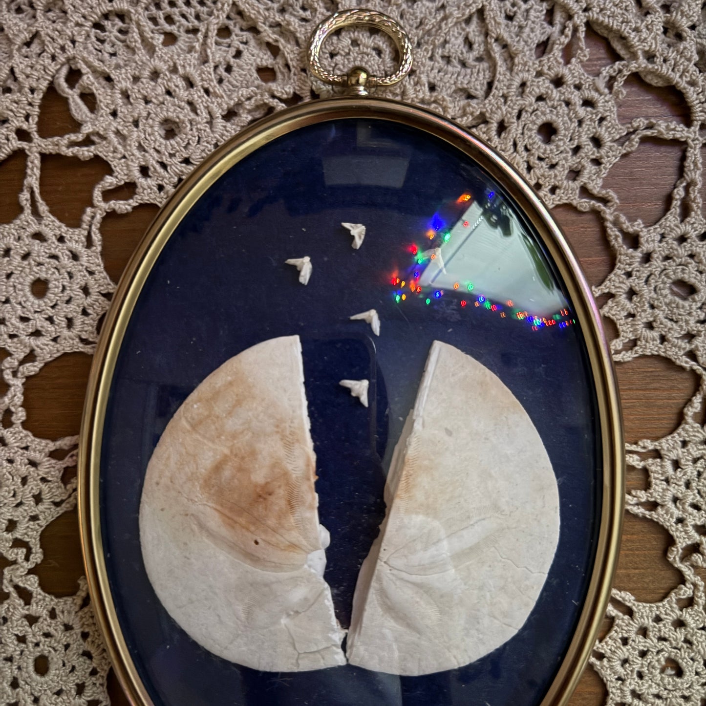 unique vintage whimsical framed oddity