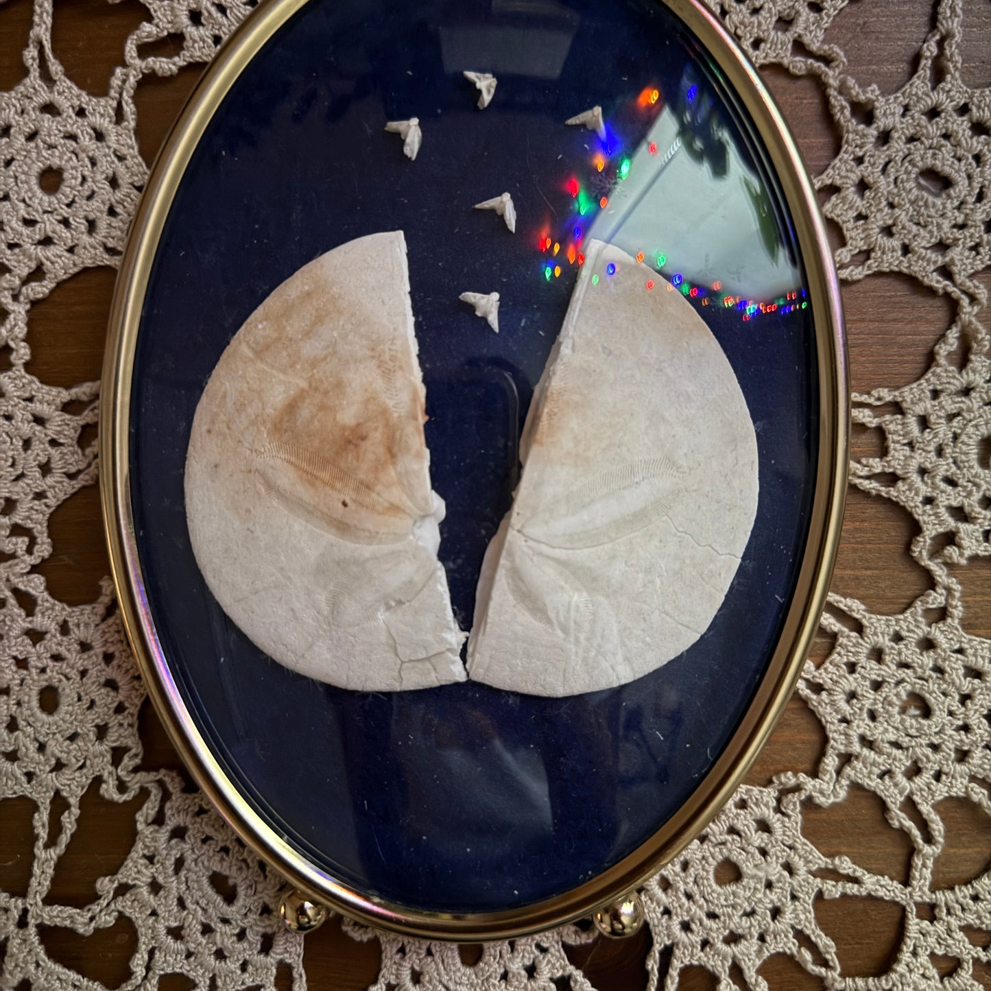 unique vintage whimsical framed oddity